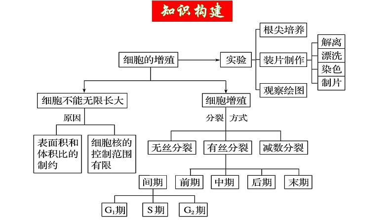 第12讲 细胞增殖（精美课件）-【高考一轮】2025年高考生物一轮复习课件（新教材新高考）第6页