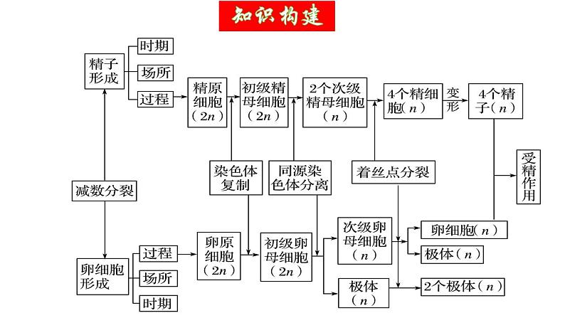 第13讲 减数分裂和受精作用（精美课件）-【高考一轮】2025年高考生物一轮复习课件（新教材新高考）第6页