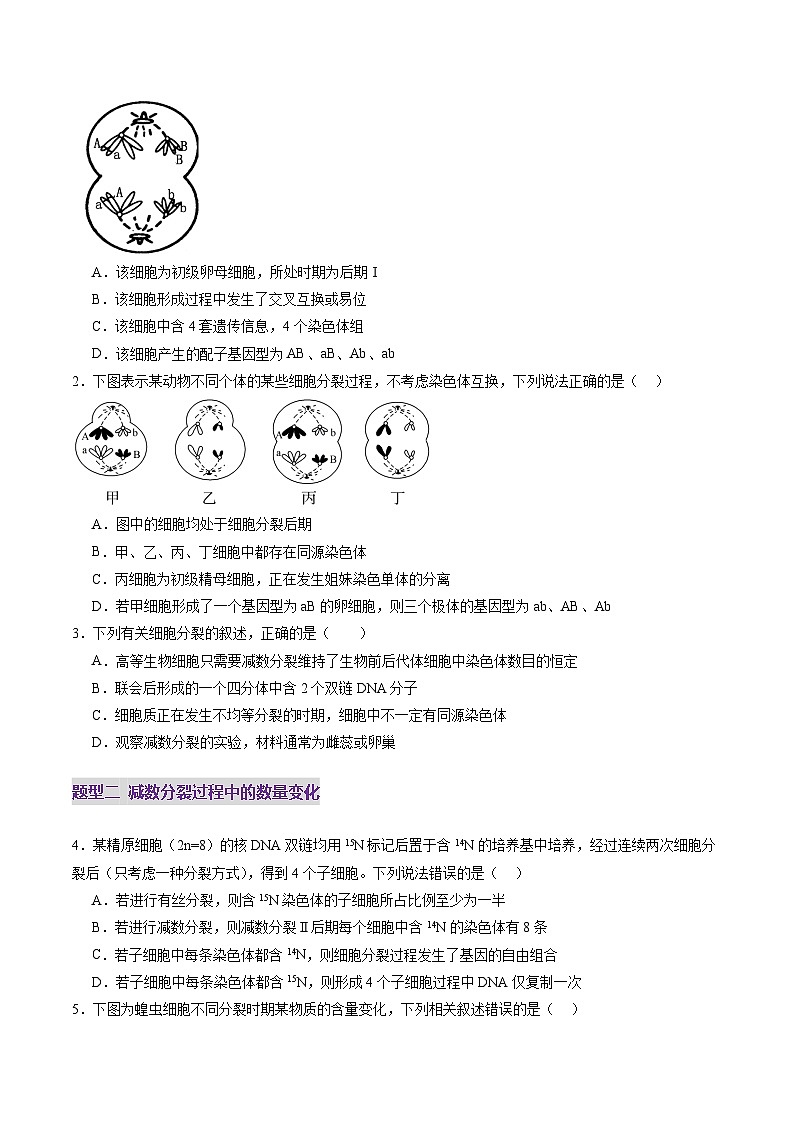 第13讲 减数分裂和受精作用（练习）（原卷版）第2页