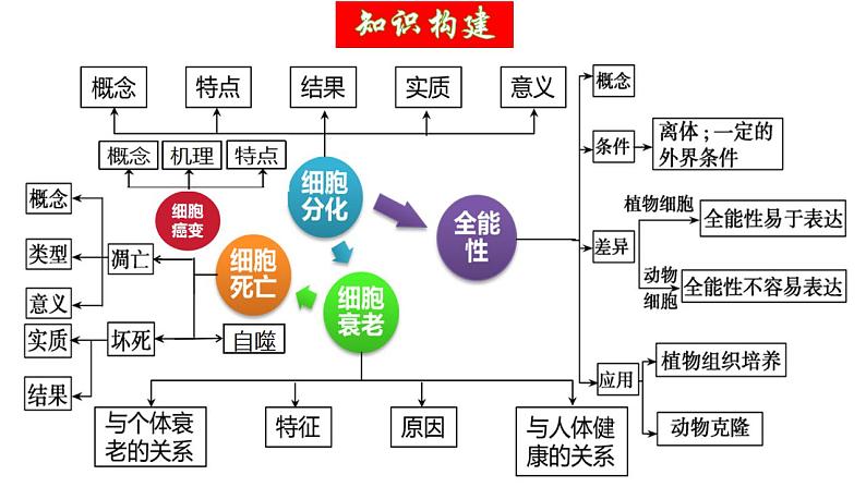 第14讲 细胞的分化、衰老、死亡和癌变（精美课件）-【高考一轮】2025年高考生物一轮复习课件（新教材新高考）第6页