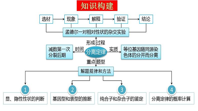 第15讲 分离定律（精美课件）-【高考一轮】2025年高考生物一轮复习课件（新教材新高考）第6页