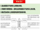 第17讲 伴性遗传和人类遗传病（课件）-2025年高考生物一轮复习课件+讲义+专练（新教材新高考）