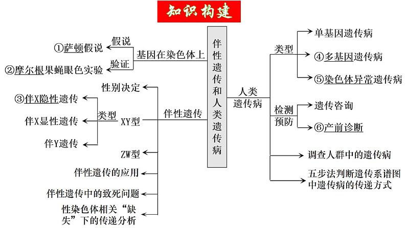 第17讲 伴性遗传和人类遗传病（精美课件）-【高考一轮】2025年高考生物一轮复习课件（新教材新高考）第6页