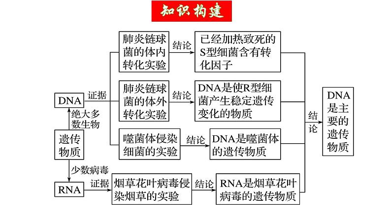 第19讲 DNA是主要的遗传物质（精美课件）-【高考一轮】2025年高考生物一轮复习课件（新教材新高考）第6页