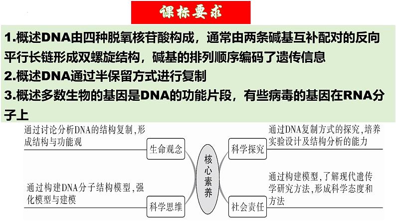 第20讲 DNA分子的结构、复制与基因的本质（精美课件）-【高考一轮】2025年高考生物一轮复习课件（新教材新高考）第5页