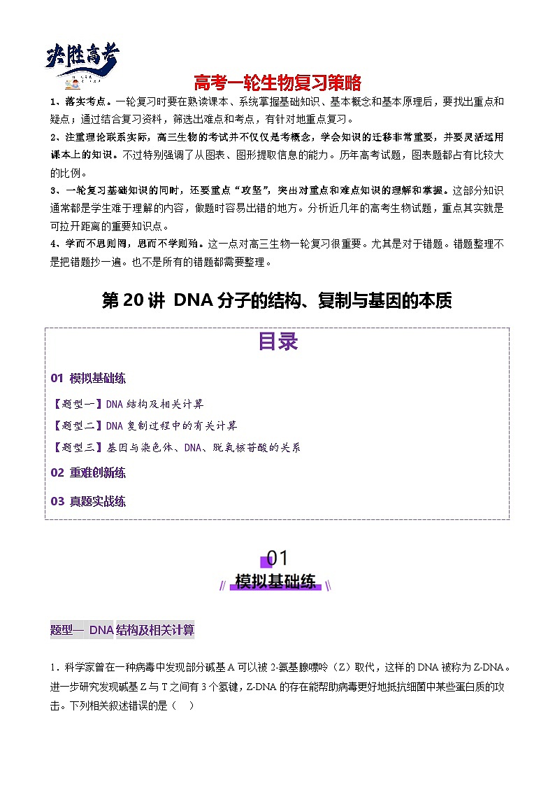 第20讲 DNA分子的结构、复制与基因的本质（练习）（原卷版）第1页