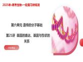 第21讲 基因的表达、基因与性状的关系（课件）-2025年高考生物一轮复习课件+讲义+专练（新教材新高考）