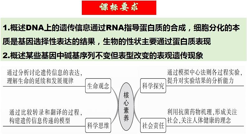 第21讲 基因的表达、基因与性状的关系（精美课件）-【高考一轮】2025年高考生物一轮复习课件（新教材新高考）第5页