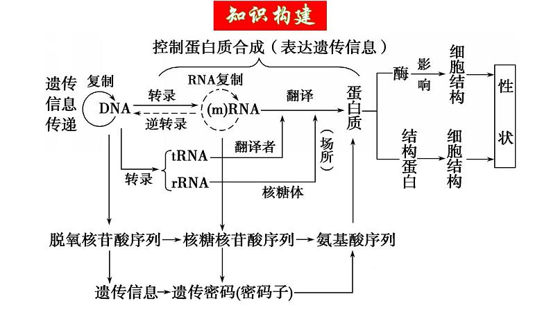 第21讲 基因的表达、基因与性状的关系（精美课件）-【高考一轮】2025年高考生物一轮复习课件（新教材新高考）第6页