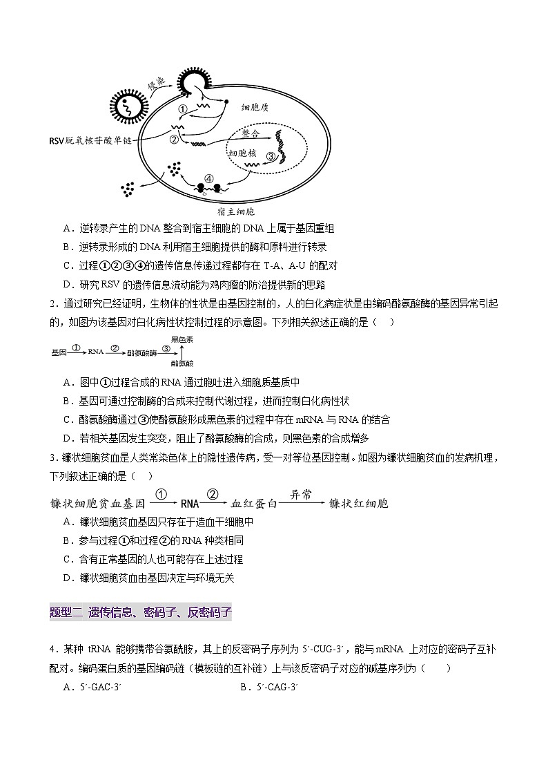 第21讲 基因的表达、基因与性状的关系（练习）（原卷版）第2页