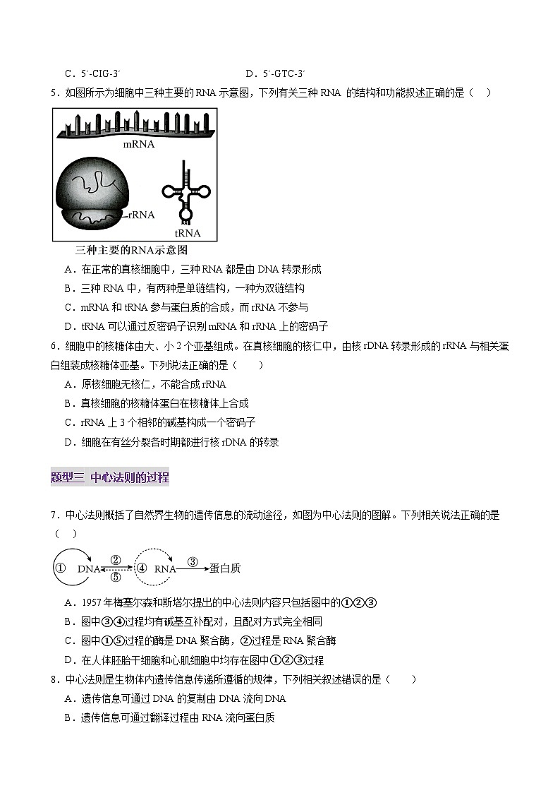 第21讲 基因的表达、基因与性状的关系（练习）（原卷版）第3页