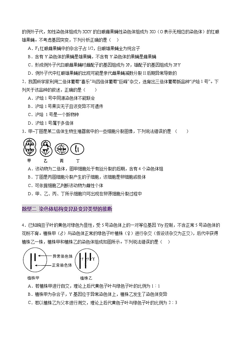 第22讲 生物的变异（第二课时，染色体变异）（练习）（原卷版）第2页