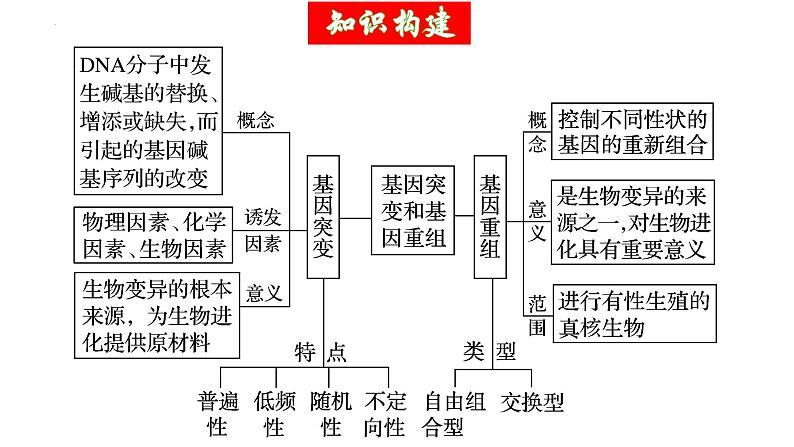 第22讲 生物的变异（第一课时，基因突变和基因重组）（精美课件）-【高考一轮】2025年高考生物一轮复习课件（新教材新高考）第6页