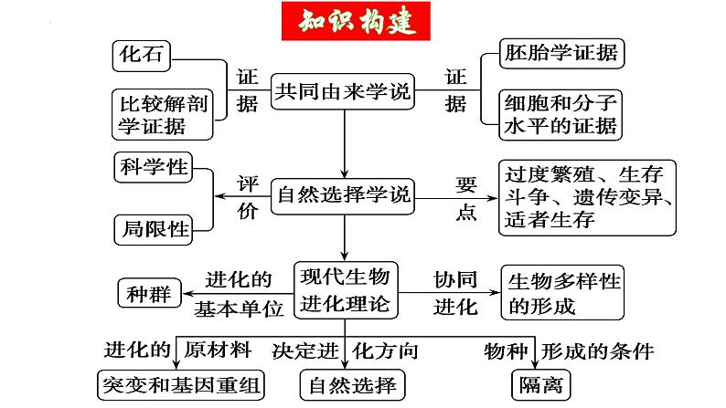 第23讲 生物的进化（精美课件）-【高考一轮】2025年高考生物一轮复习课件（新教材新高考） 第6页