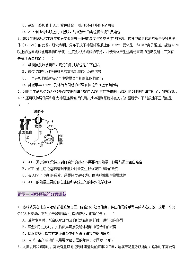 第25讲 神经调节（第二课时，神经冲动的产生和传导、神经系统的分级调节和人脑的高级功能）（练习）（原卷版）第3页