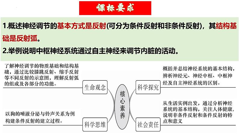 第25讲 神经调节（第一课时，神经调节的结构基础及基本方式）（精美课件）-【高考一轮】2025年高考生物一轮复习课件（新教材新高考）第5页