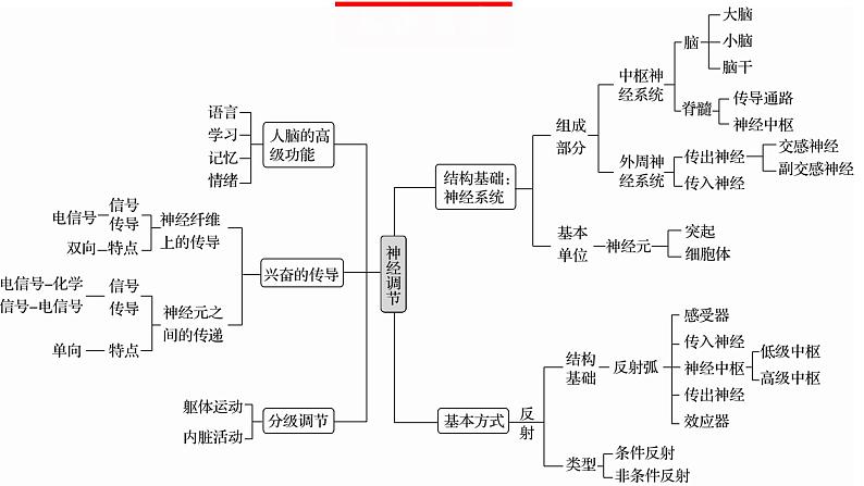 第25讲 神经调节（第一课时，神经调节的结构基础及基本方式）（精美课件）-【高考一轮】2025年高考生物一轮复习课件（新教材新高考）第6页