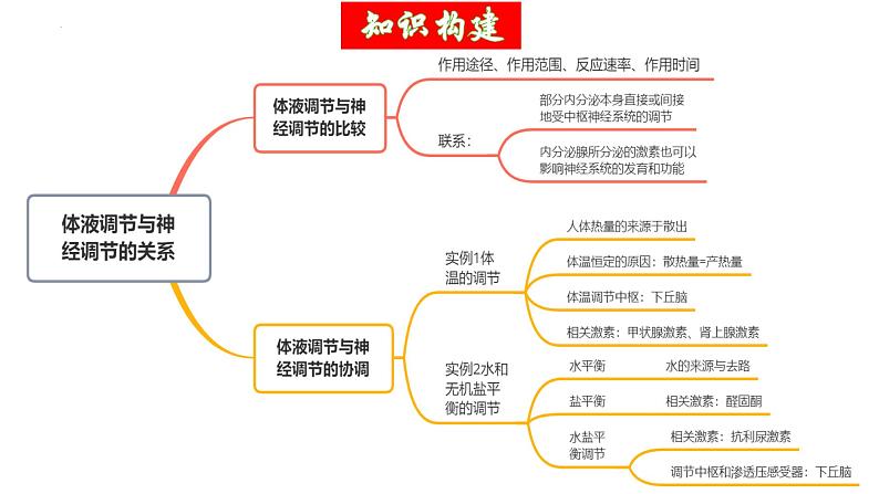 第27讲 体液调节与神经调节的关系（精美课件）-【高考一轮】2025年高考生物一轮复习课件（新教材新高考）第6页