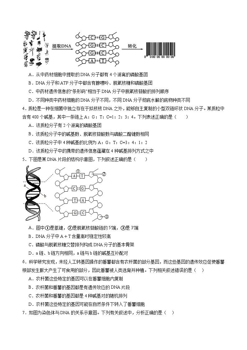 第六单元 遗传的物质基础（测试）（原卷版）第2页