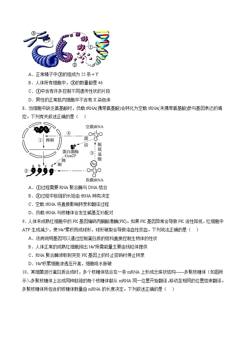 第六单元 遗传的物质基础（测试）（原卷版）第3页