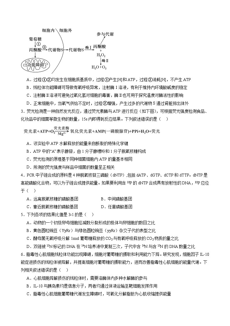 第三单元 细胞的能量供应和利用（测试）（原卷版）第2页