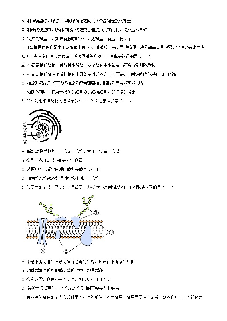 山东省淄博市桓台第一中学2024-2025高一上学期期中考试生物试卷（原卷版）-A4第2页