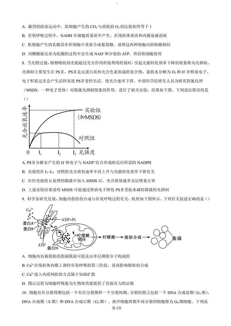 2024～2025学年安徽省五校联考(月考)高三(上)期中生物试卷(含答案)第3页
