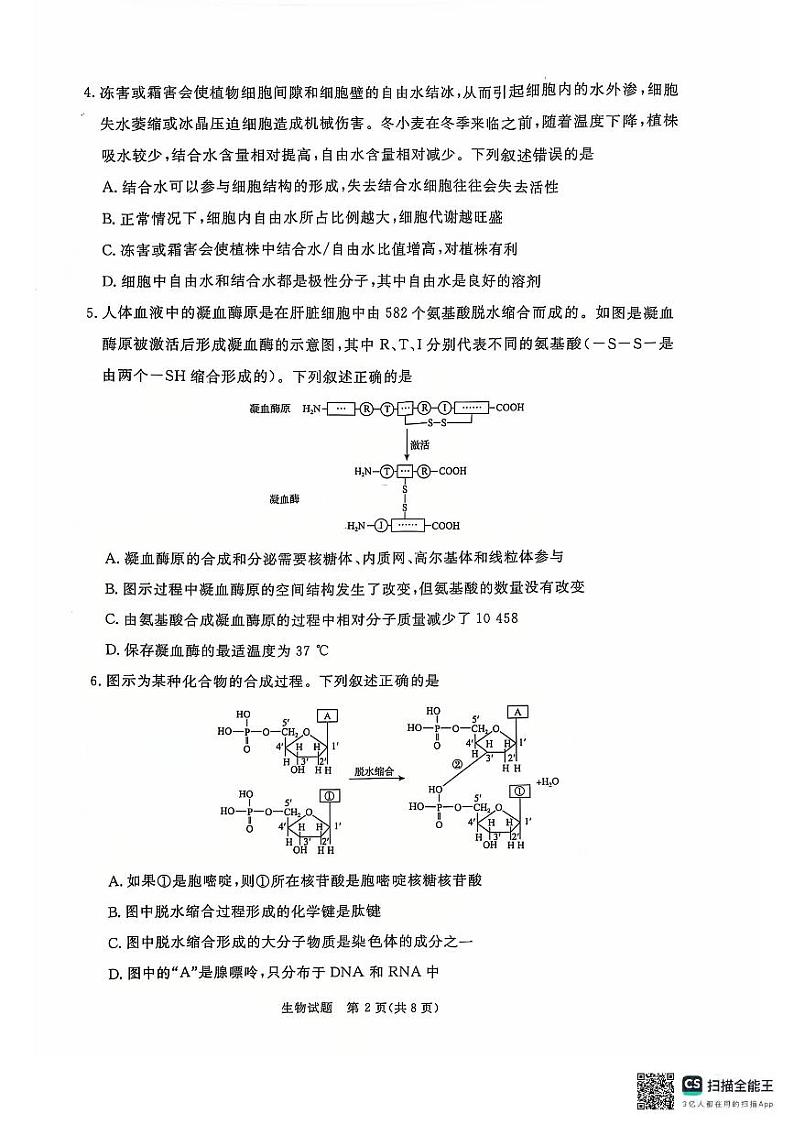 青桐鸣大联考2024-2025学年高一上学期12月联考生物试卷及答案第2页