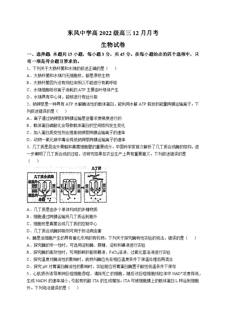 四川省南充市阆中东风学校2024-2025学年高三上学期12月月考生物试题（Word版附答案）第1页