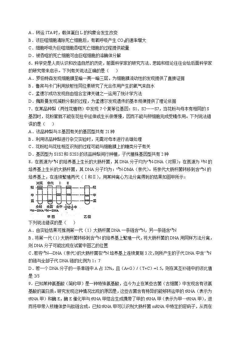 四川省南充市阆中东风学校2024-2025学年高三上学期12月月考生物试题（Word版附答案）第2页