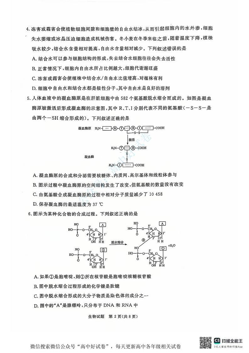 青桐鸣2024-2025学年高一上学期12月大联考生物试卷（PDF版附答案）第2页