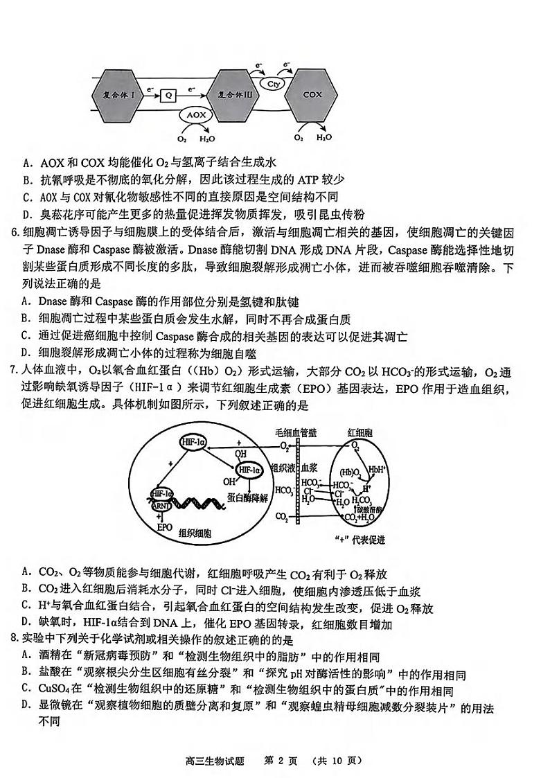 生物丨山东省名校联考2025届高三12月校级联合检测生物试卷及答案第2页