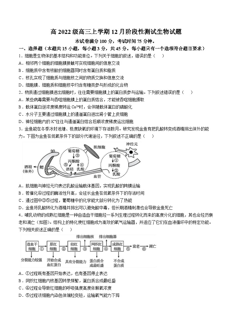 四川省成都市树德中学2024-2025学年高三上学期12月月考生物试题（Word版附答案）第1页