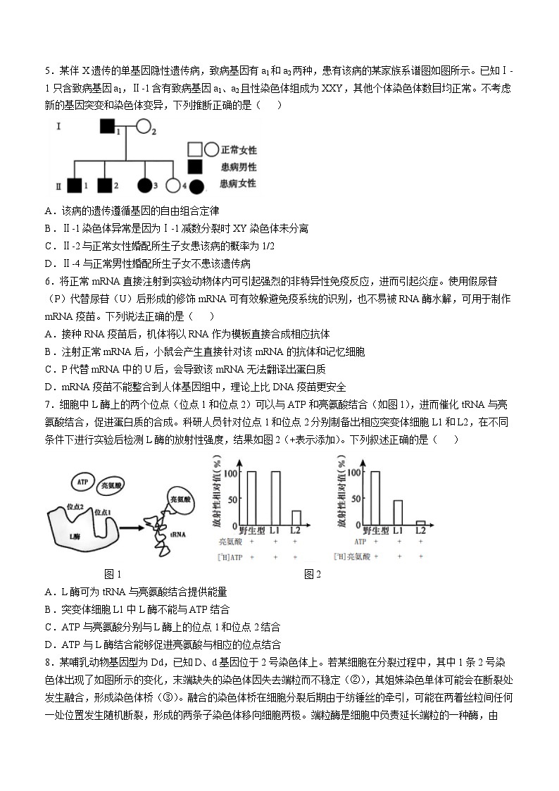 四川省成都市树德中学2024-2025学年高三上学期12月月考生物试题（Word版附答案）第2页