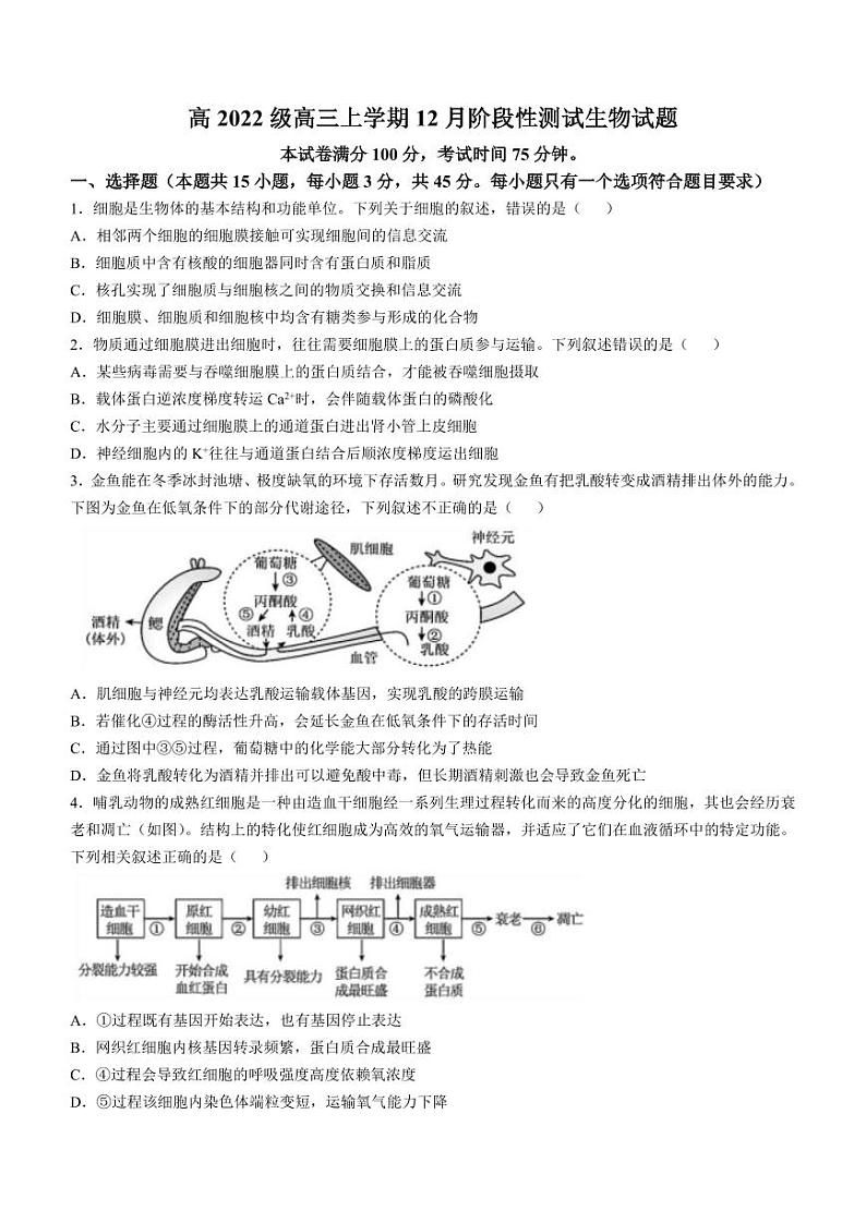 四川省成都市树德中学2024-2025学年高三上学期12月月考生物+答案第1页