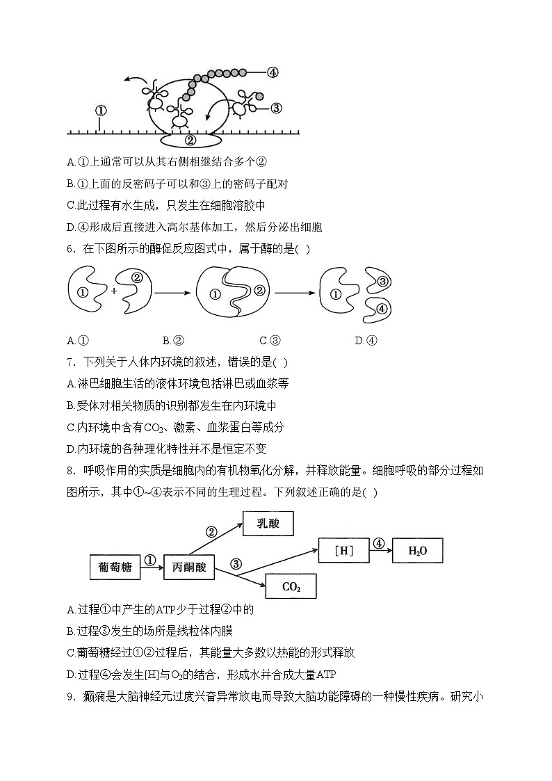 浙江省杭州市北斗联盟2024-2025学年高二上学期期中联考生物试卷(含答案)第2页