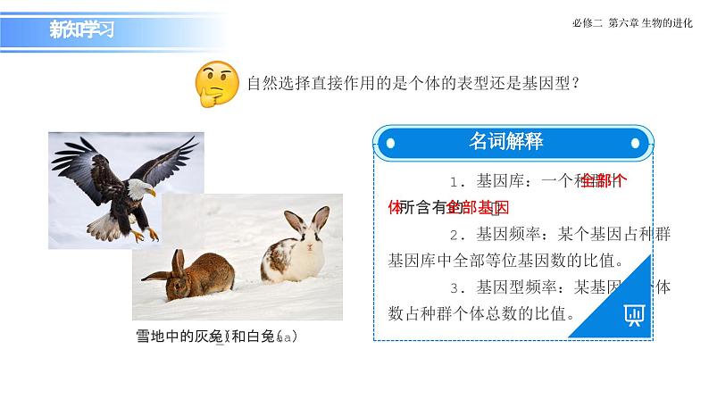 6.3.1 种群基因组成的变化-课件第6页
