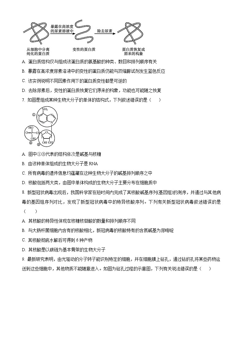 山东省淄博市桓台二中2024-2025学年高一上学期12月月考生物试题第3页