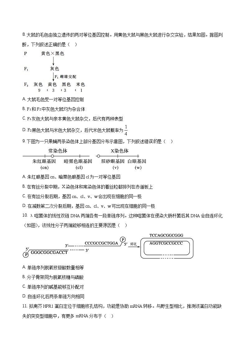 2025北京通州区高三上学期11月期中生物试题含解析第3页