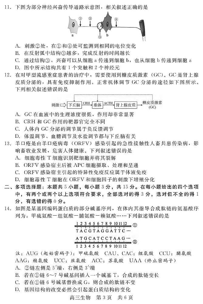 河北省新时代NT教育2024—2025学年高三上学期12月阶段测试生物试题第3页