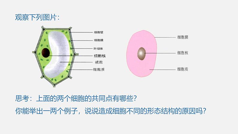 人教版 (2019) 必修1《分子与细胞》1.2细胞的多样性和统一性第2课时课件第4页