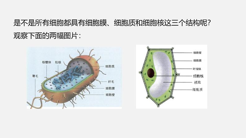 人教版 (2019) 必修1《分子与细胞》1.2细胞的多样性和统一性第2课时课件第5页