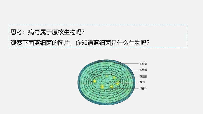 人教版 (2019) 必修1《分子与细胞》1.2细胞的多样性和统一性第2课时课件第8页