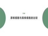 人教版 (2019) 必修1《分子与细胞》1.2细胞的多样性和统一性第2课时ppt课件