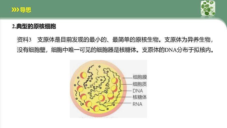 人教版 (2019) 必修1《分子与细胞》1.2细胞的多样性和统一性第2课时ppt课件第7页