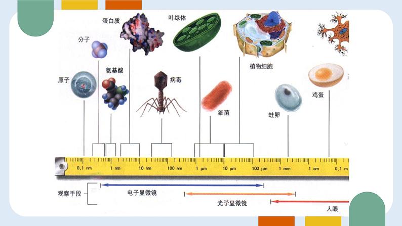 人教版 (2019) 必修1《分子与细胞》1.2细胞的多样性和统一性ppt精品课件第4页