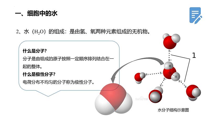 人教版 (2019) 必修1《分子与细胞》2.2细胞中的无机物精品课件第7页