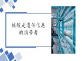 人教版 (2020) 必修1《分子与细胞》2.5核酸是遗传信息的携带者课件