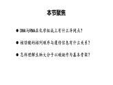 人教版 (2020) 必修1《分子与细胞》2.5核酸是遗传信息的携带者课件