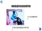 人教版 (2020) 必修1《分子与细胞》2.5核酸是遗传信息的携带者课件